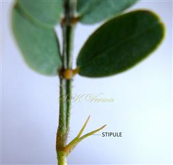  Stipules
